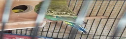 Budgerigars birds for sale: Baby Budgies boy and girl - Advert 12