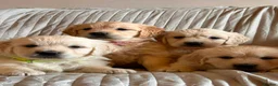 Golden Retriever dogs for sale: Wonderful litter health tested parents  - Advert 15