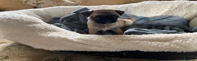 Pug Puppy 2