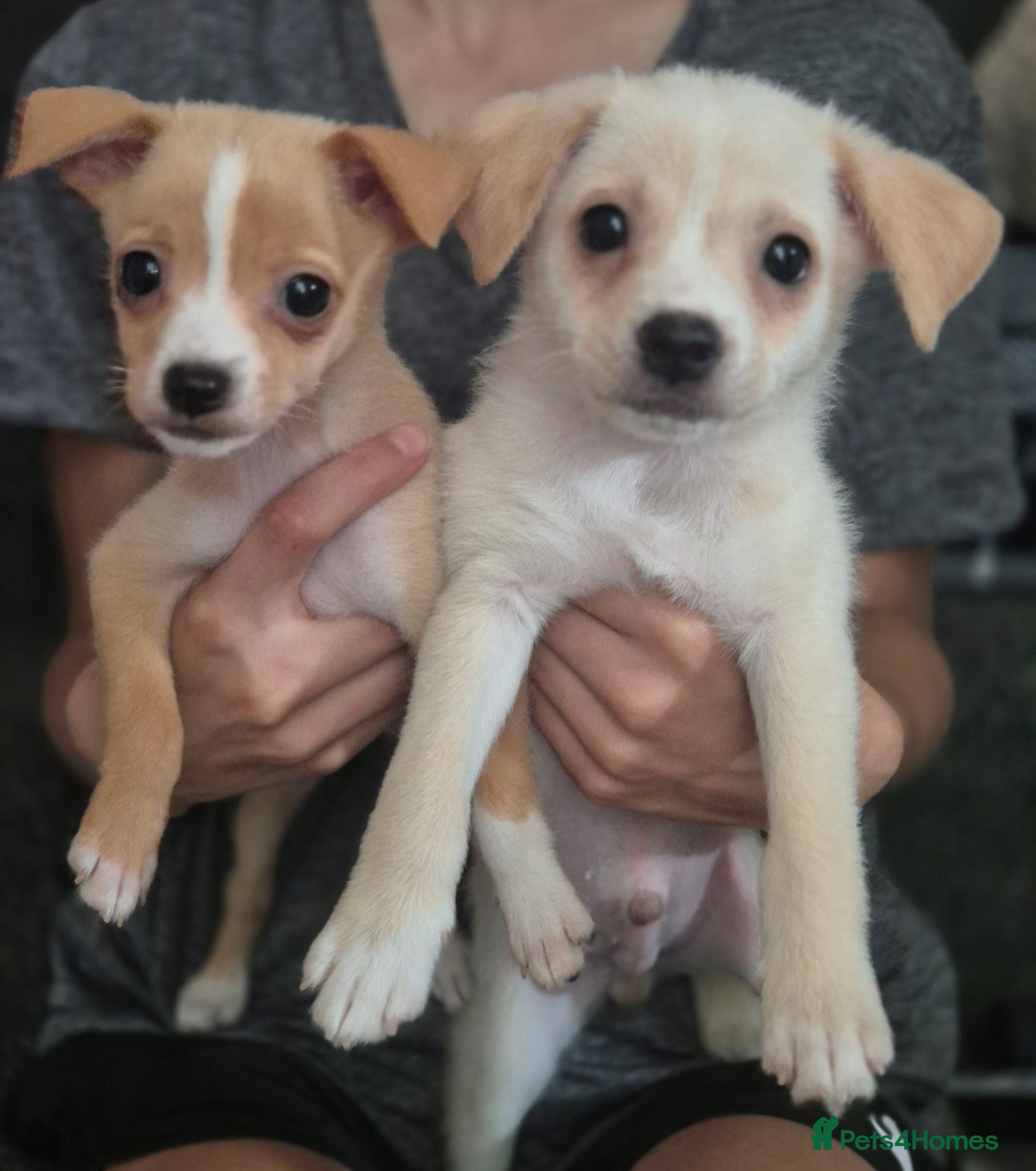 Mixed Breed dogs Jack russell x pomeranian  - Advert 16
