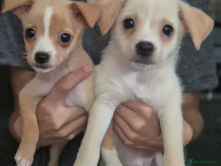 Mixed Breed dogs Jack russell x pomeranian - Advert 16