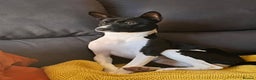 Basenji dogs for stud: 🌟 SEEKING A FEMALE BASENJI FOR A PLANNED MATCH!🌟 - Advert 6