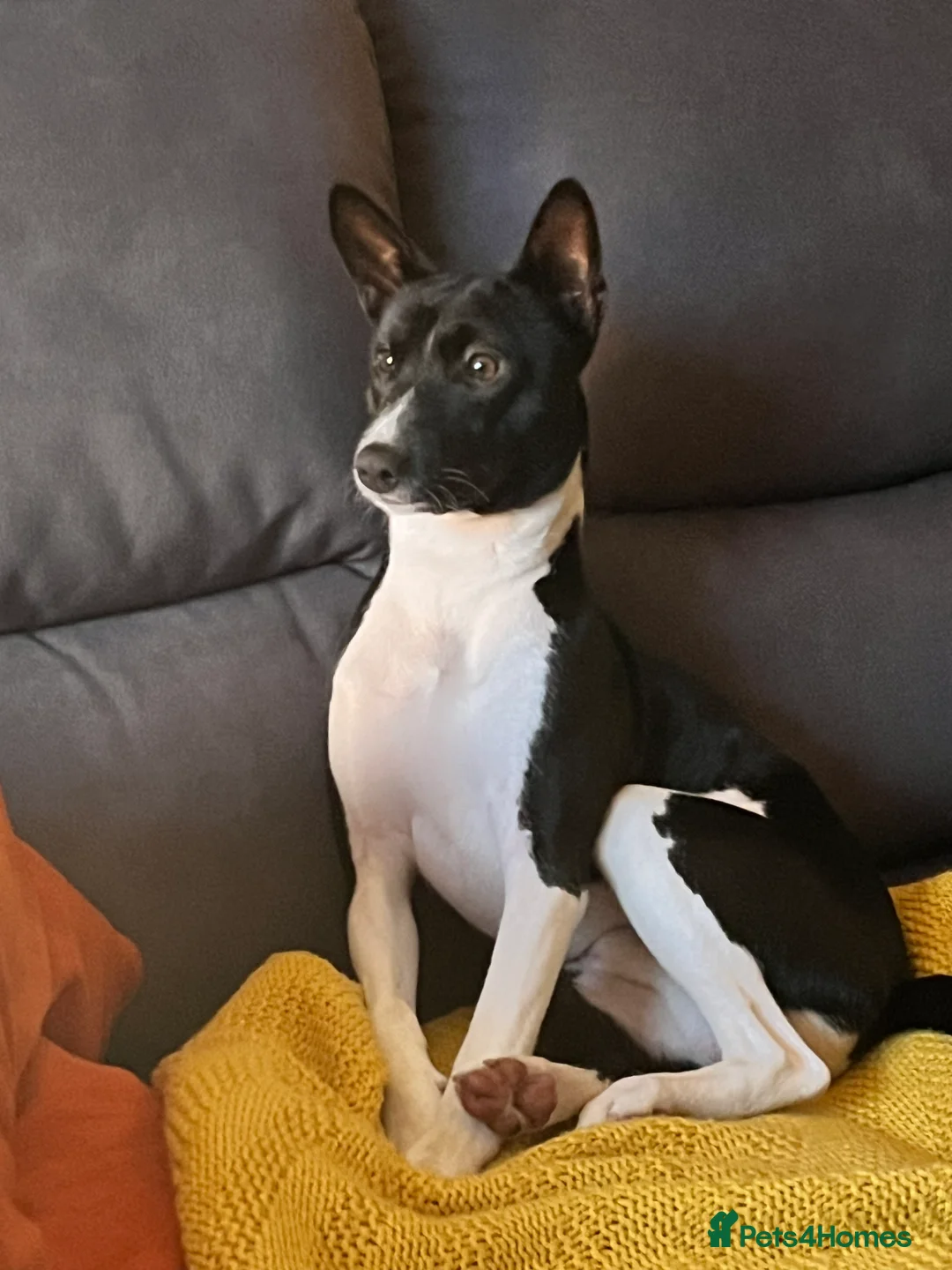 Basenji dogs for stud: 🌟 SEEKING A FEMALE BASENJI FOR A PLANNED MATCH!🌟 - Advert 6