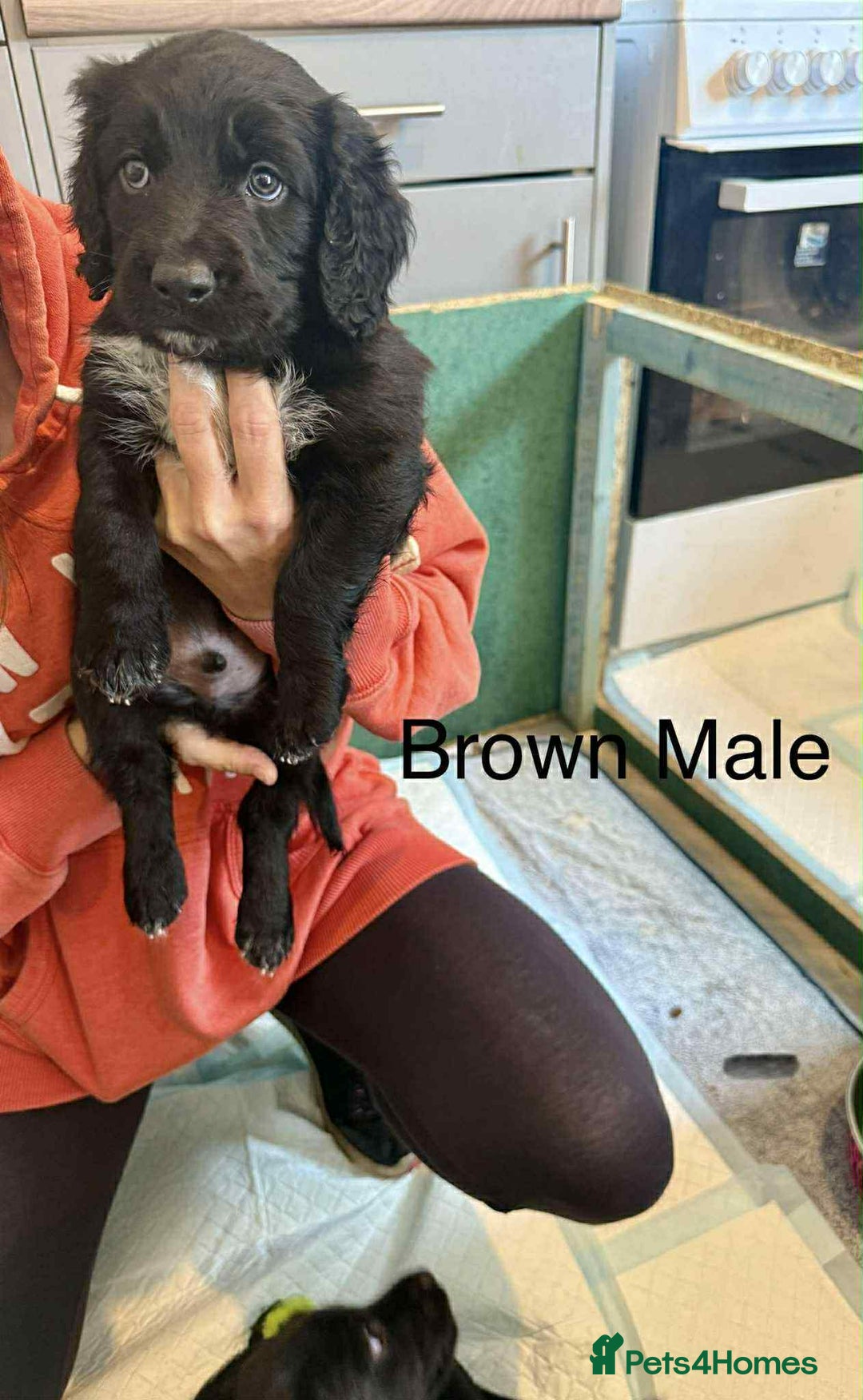 Mixed Breed dogs for sale: Springer Spaniels cross - Image 3