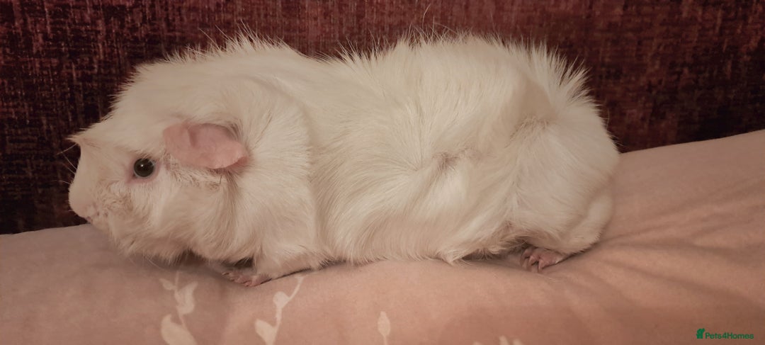 Guinea Pig rodents for sale: Lovely male guinea pig - Advert 2