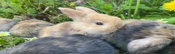 Mini Lop rabbits for sale: Beautiful mini-lop baby rabbits - Advert 9