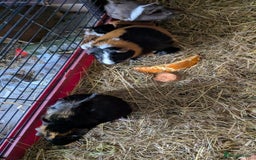 Guinea Pig rodents for sale: 7 beautiful mixed sex unsexed gineapigs  - Image 5