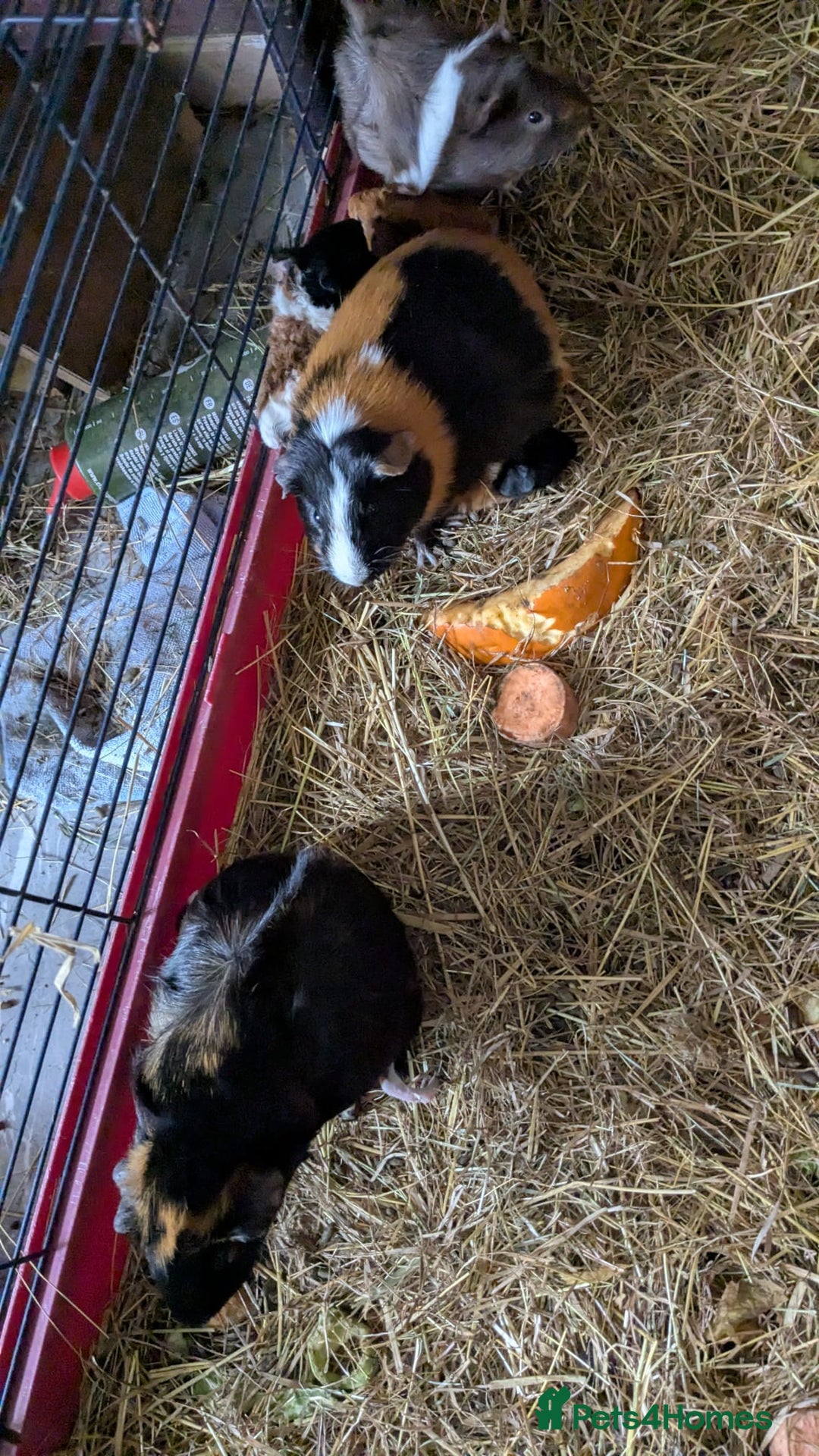 Guinea Pig rodents for sale: 7 beautiful mixed sex unsexed gineapigs  - Image 5