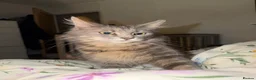 Maine Coon cats for sale: Mainecoon kittens - Advert 5