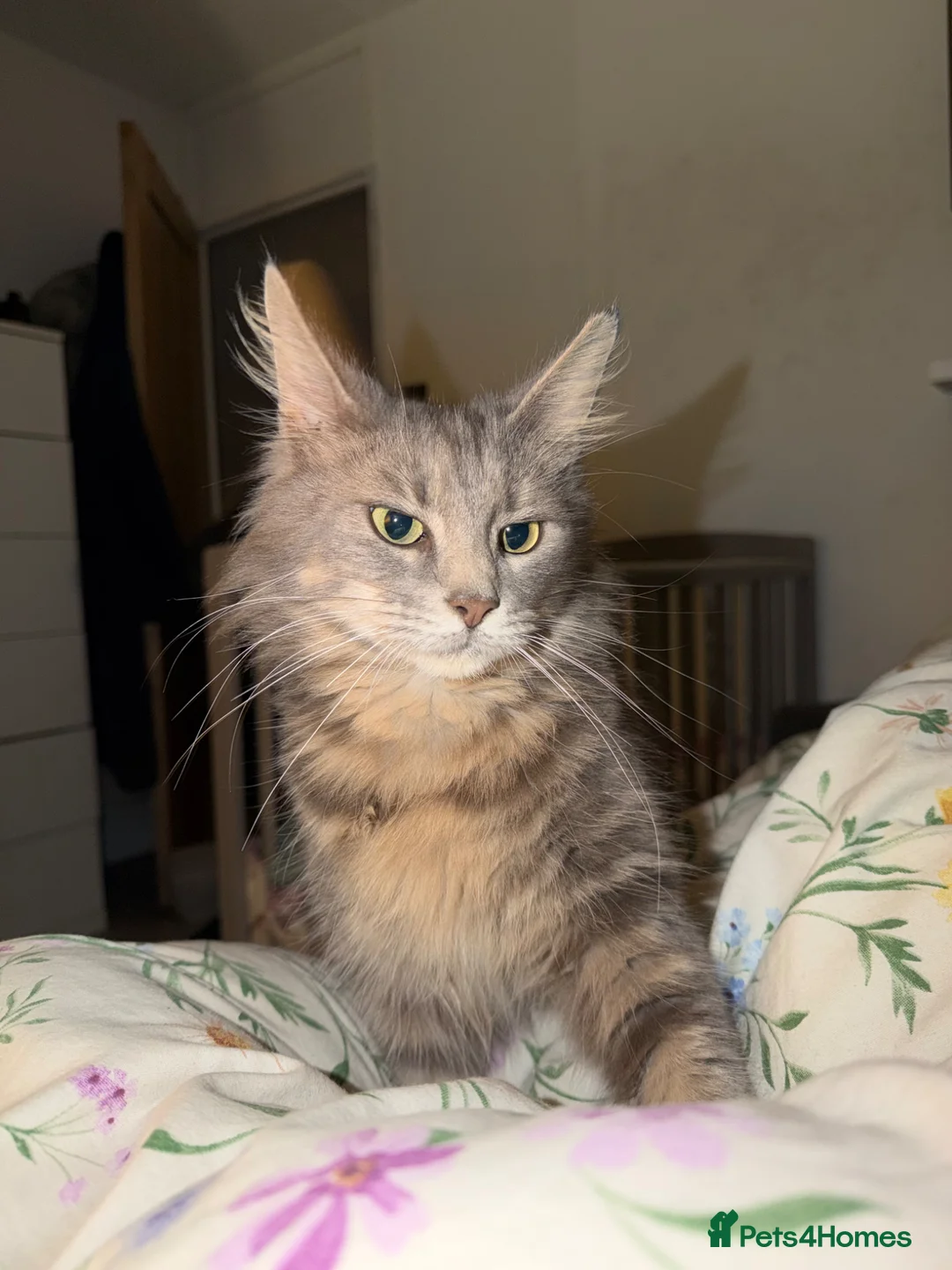 Maine Coon cats for sale: Mainecoon kittens - Advert 5