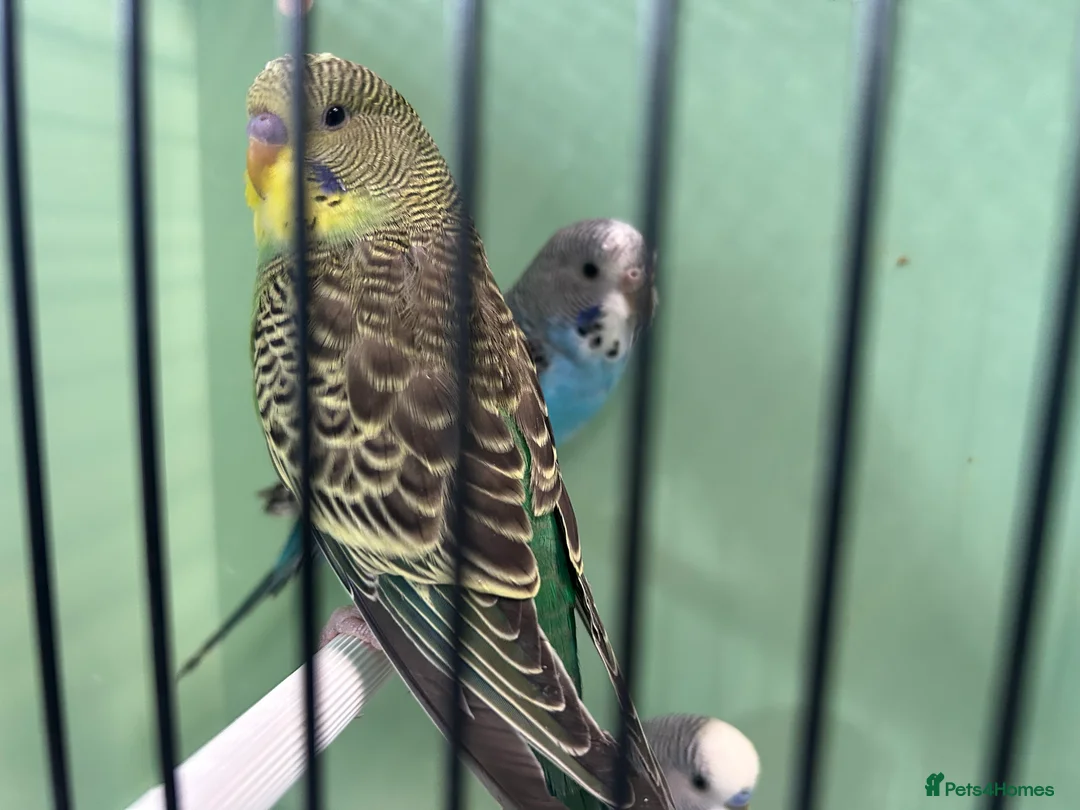 Budgerigars birds for sale: Budgies for Sale  - Advert 11