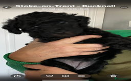 Mixed Breed dogs for sale: BEDLINGTON X COCKERPOO 4 GORGEOUS GIRLS!! - Advert 12