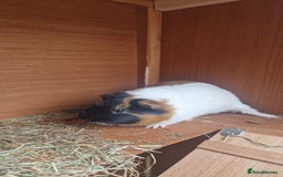 Guinea Pig rodents for sale: Male guinea pigs for sale - Image 2