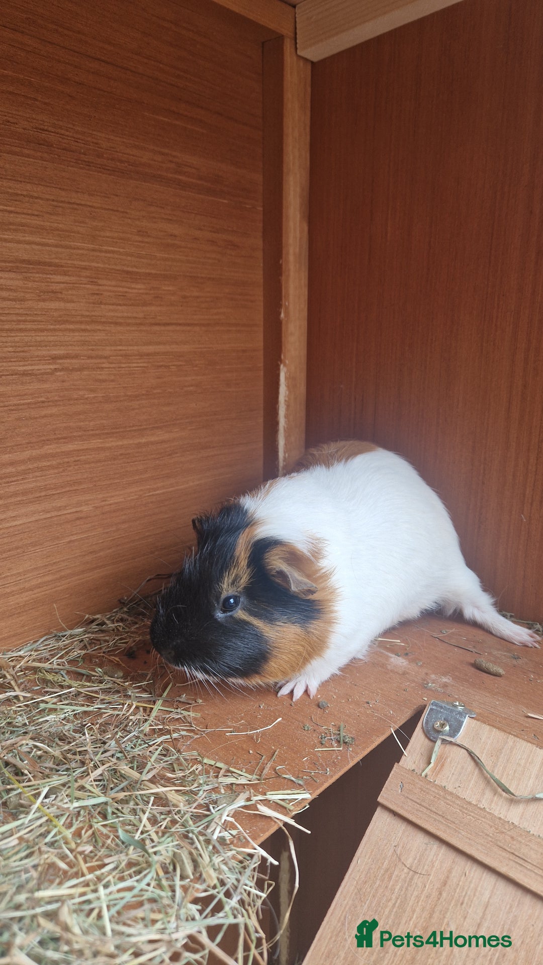 Guinea Pig rodents for sale: Male guinea pigs for sale - Image 2