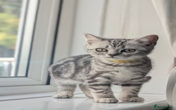 British Shorthair cats for sale: Classic British shorthair silver Tabby  - Image 10