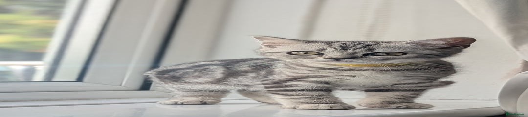 British Shorthair Kitten 3