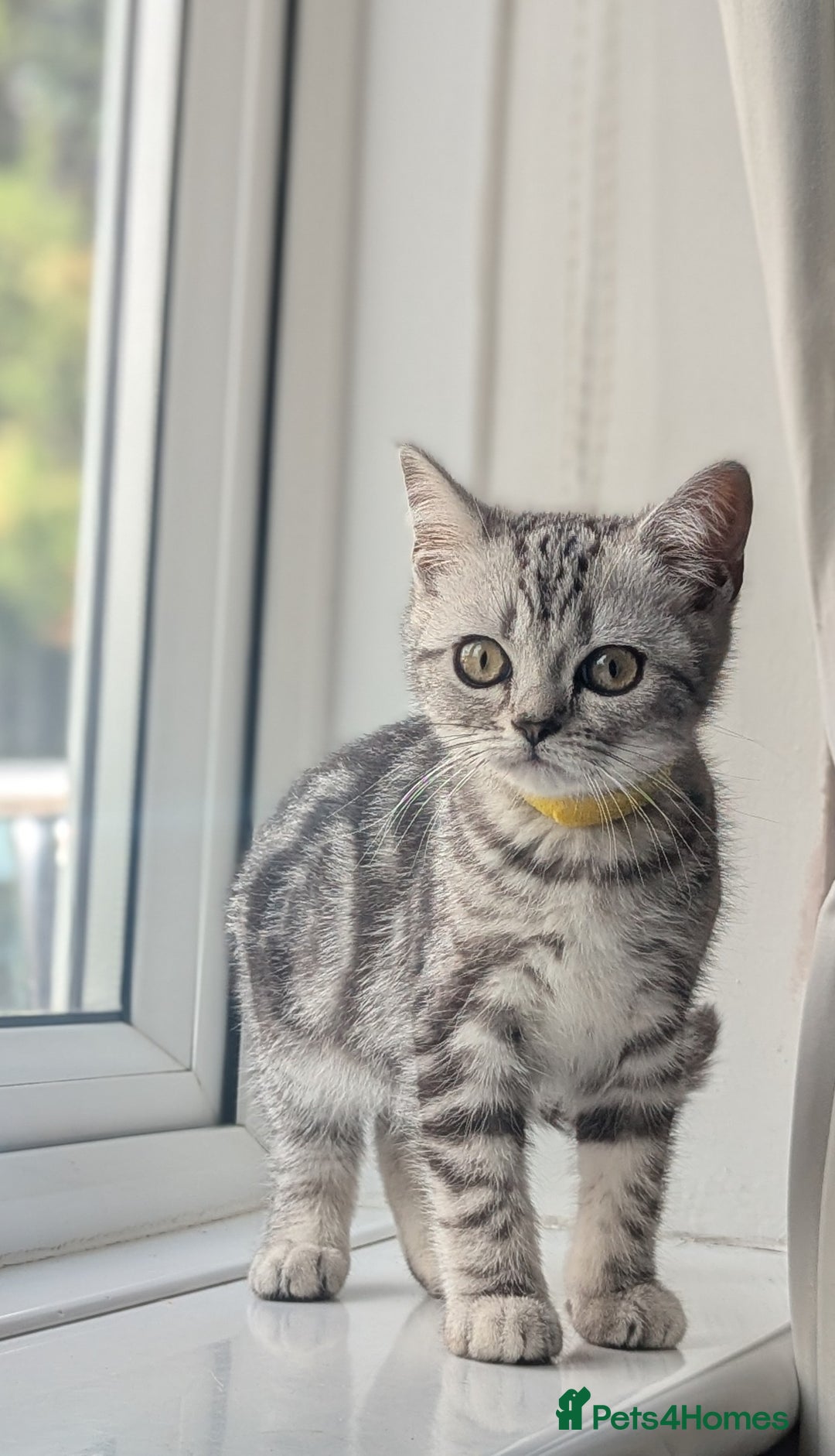 British Shorthair cats for sale: Classic British shorthair silver Tabby  - Image 10