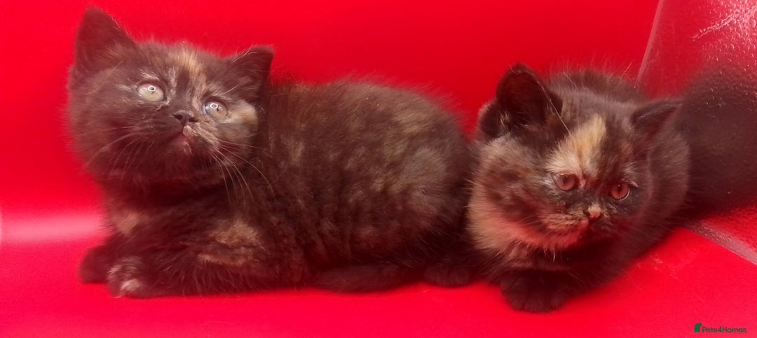 British Shorthair cats for sale: Beautiful  British Shorthair  - Advert 11