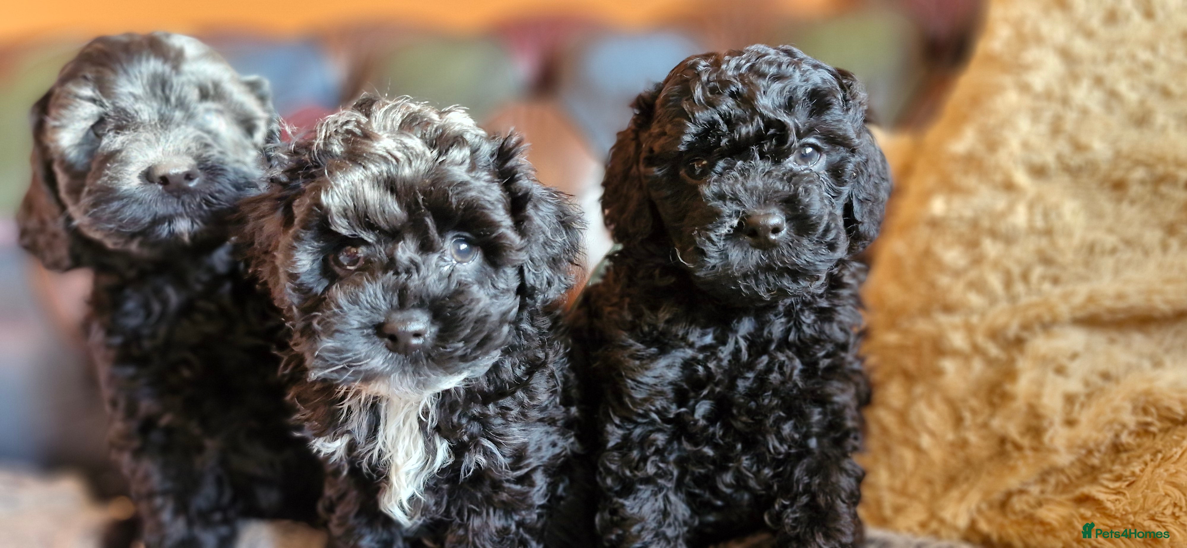 Cavapoo dogs Gorgeous f1b Cavapoo pups - Advert 13