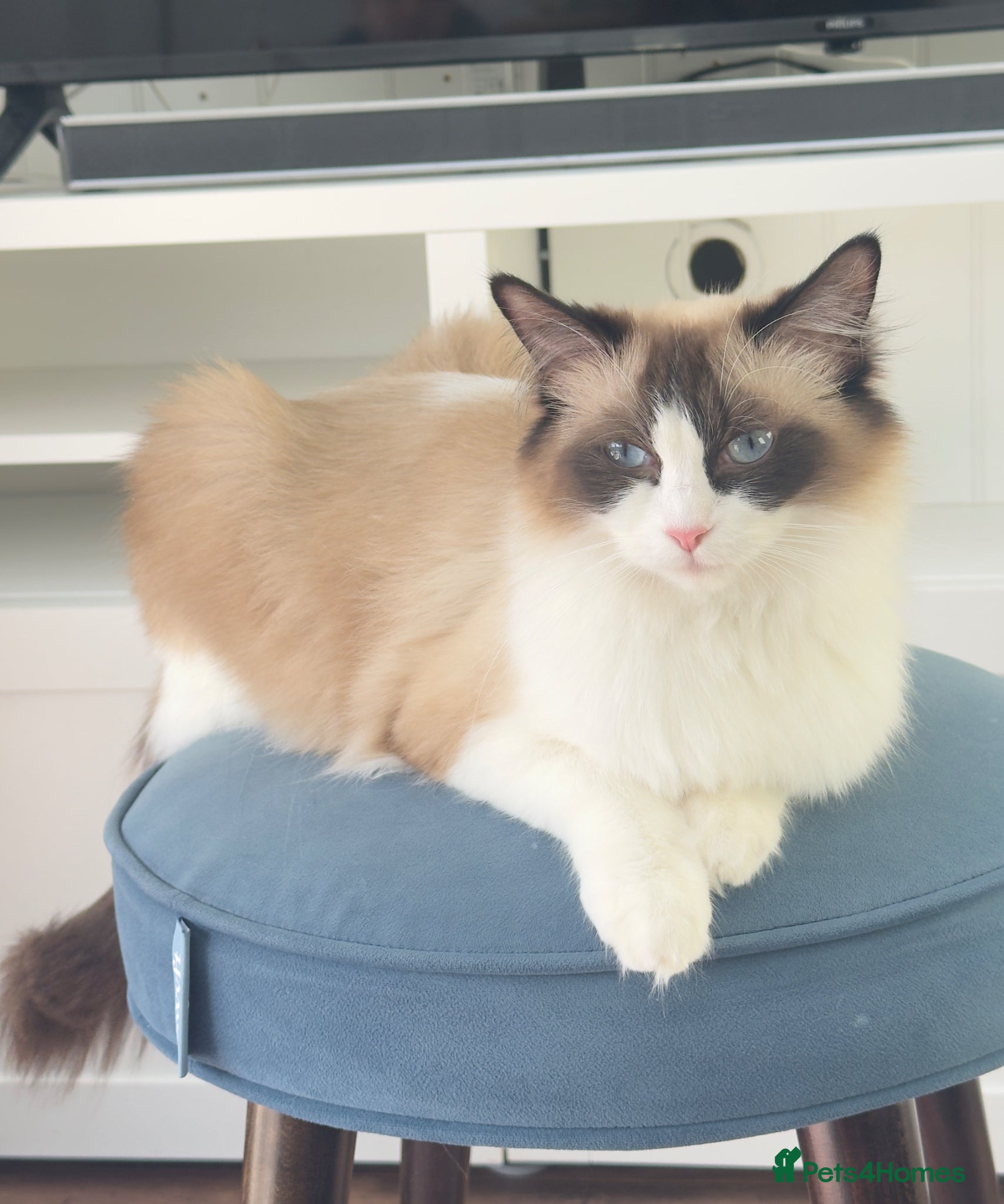 Mixed Breed cats Adorable Ragdoll x Turkish Angora Kittens  - Advert 1