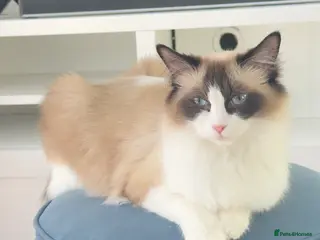 Mixed Breed cats Adorable Ragdoll x Turkish Angora Kittens - Advert 1