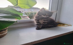 Domestic Shorthair cats for sale: 2 male kittens ready to leave today!  - Image 25