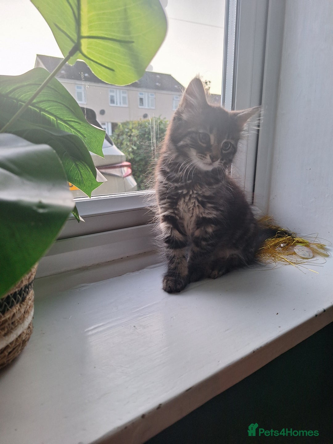 Domestic Shorthair cats for sale: 2 male kittens ready to leave today!  - Image 25