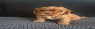 Cavalier King Charles Spaniel 1