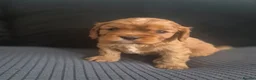 Cavalier King Charles Spaniel dogs for sale: Stunning cavalier king charles puppies - Advert 4