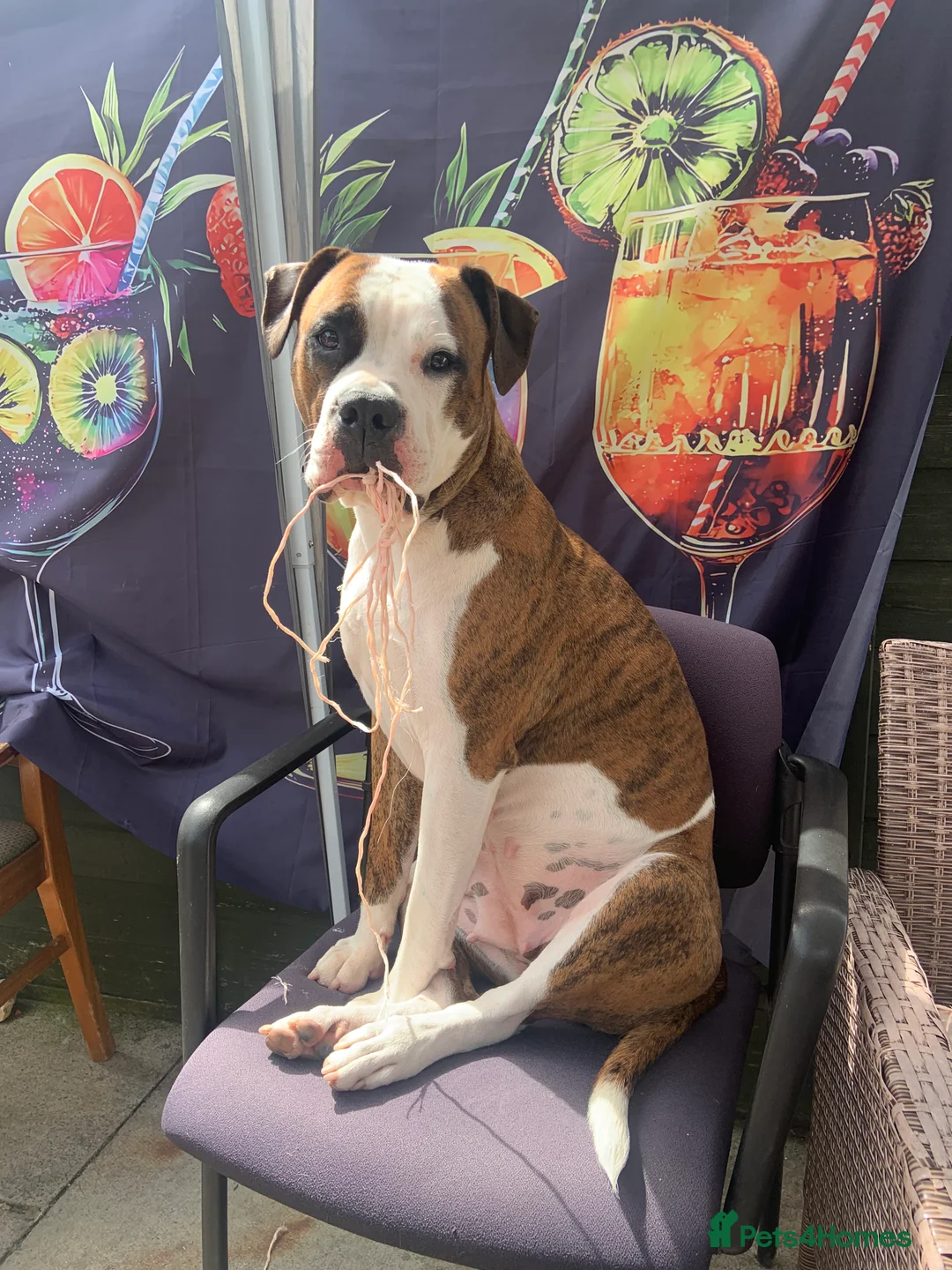 American Bulldog dogs for sale: Bella - Advert 6