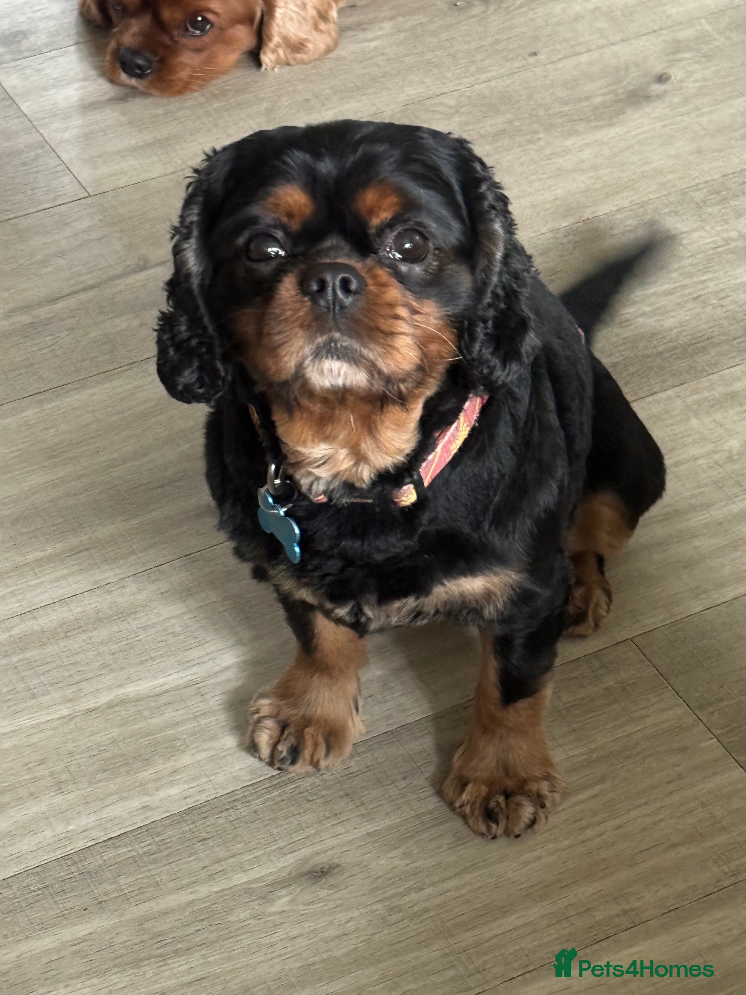 Cavalier King Charles Spaniel dogs HEALTH TESTED KC REG BLK & TAN in Wigan - Advert 1