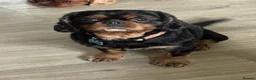 Cavalier King Charles Spaniel dogs for stud: HEALTH TESTED KC REG BLK & TAN in Wigan - Advert 1