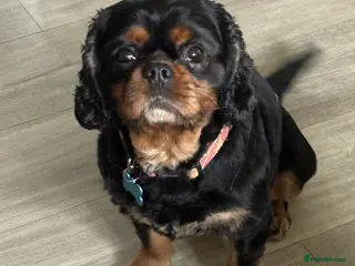 Cavalier King Charles Spaniel dogs HEALTH TESTED KC REG BLK & TAN in Wigan - Advert 1