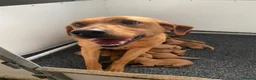 Goldador dogs for sale: Beautiful Red Goldador puppies  - Advert 5