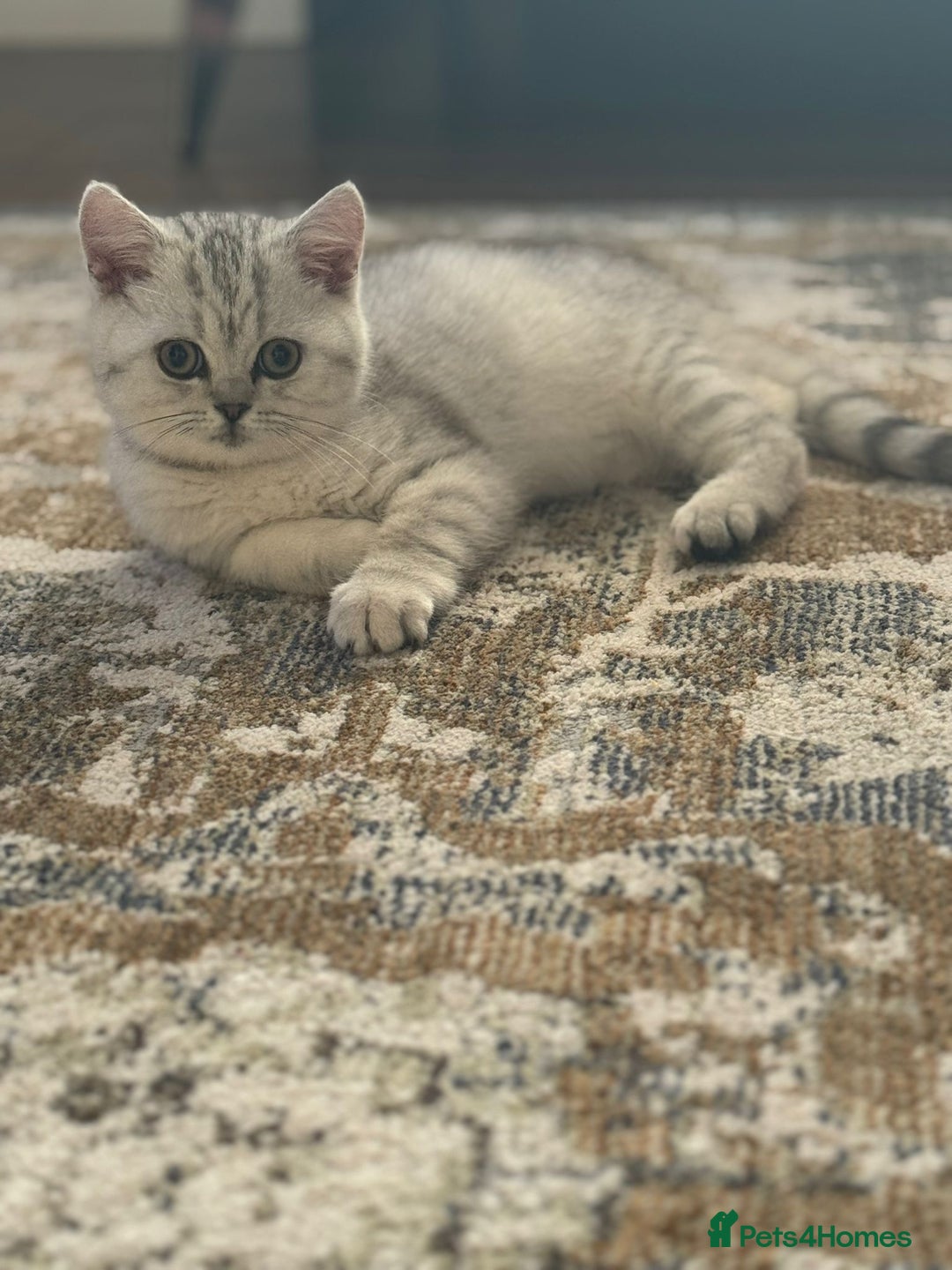 British Shorthair cats for sale: 2 TICA registered BSH kittens  - Advert 28