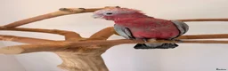 Cockatoo birds for sale: ***Deposit secured*** Silly Tame Galah Cockatoo  - Advert 2