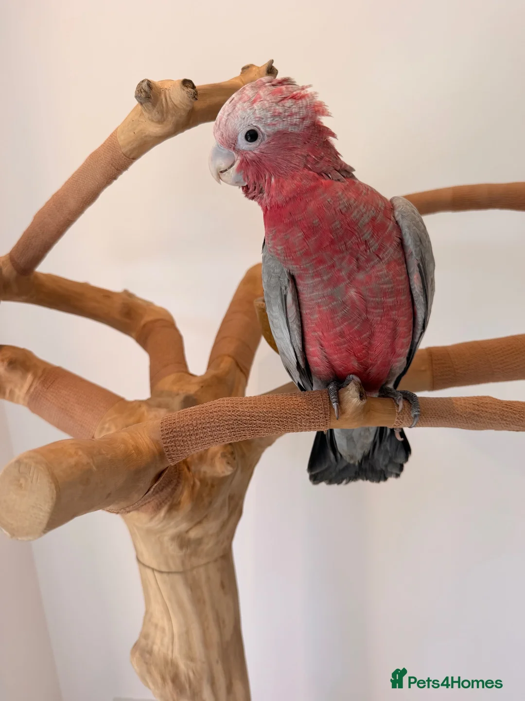 Cockatoo birds for sale: ***Deposit secured*** Silly Tame Galah Cockatoo  - Advert 2