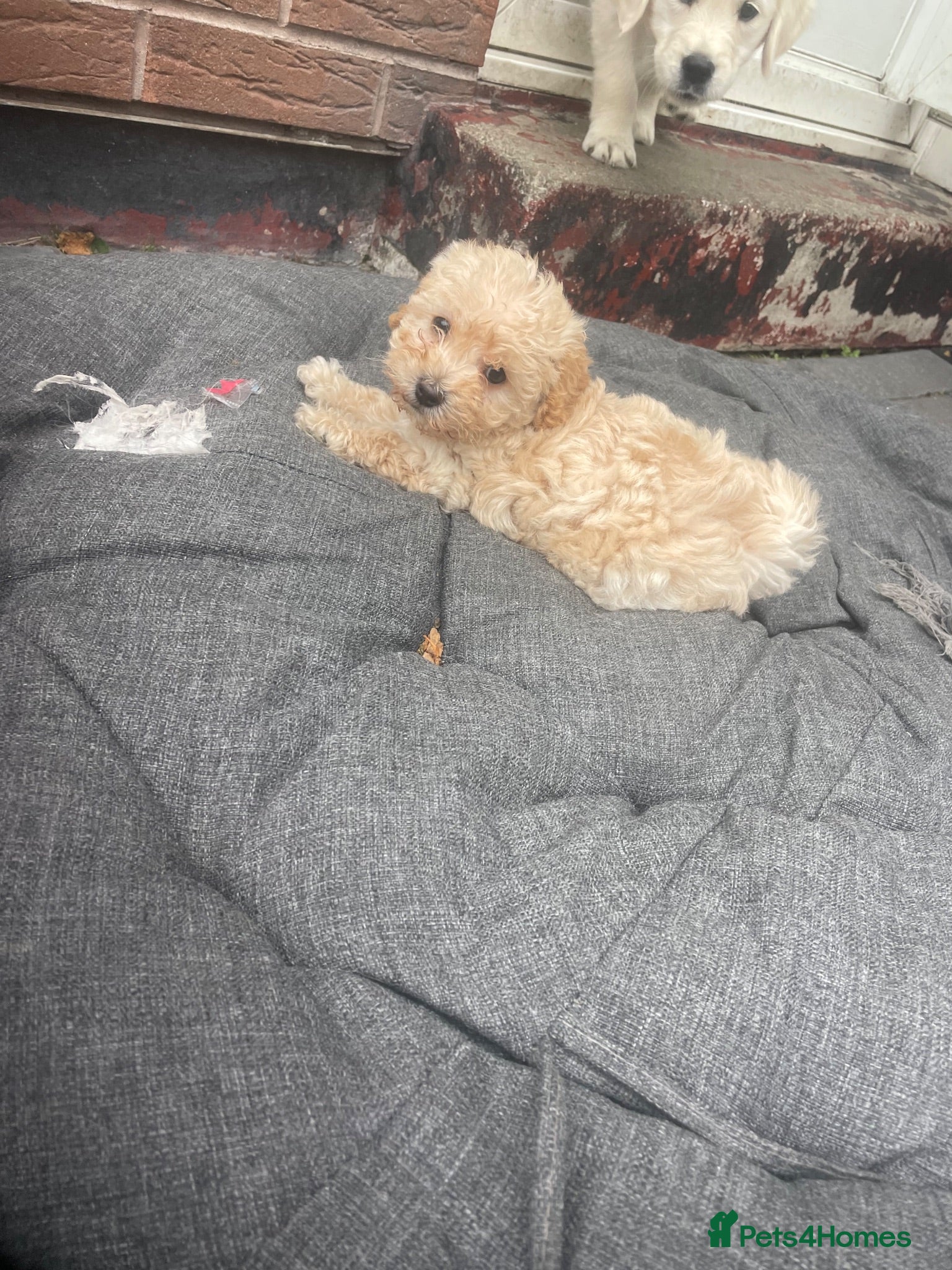 Mixed Breed dogs Cavapoochon puppies - Advert 2