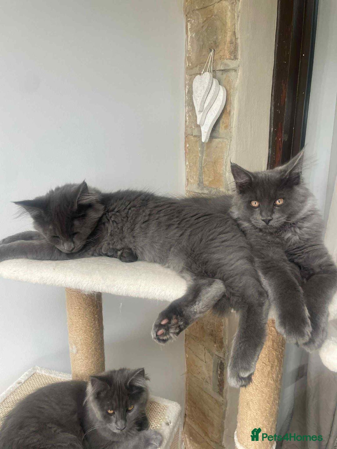 Maine Coon cats for sale: BlueSmoke Male Maine Coon🐾TICA Reg! ACTIVE!!  - Advert 19