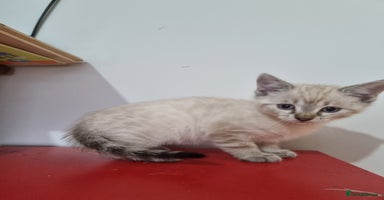Bengal cats - Advert 1