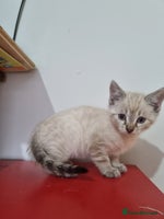 Bengal cats - Advert 7