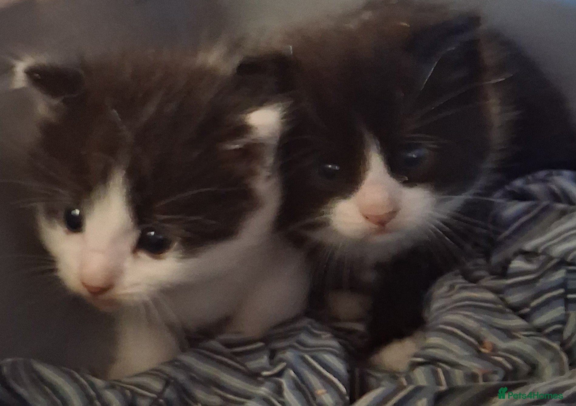 Mixed Breed cats Two beautiful mixed breed kittens. - Advert 1