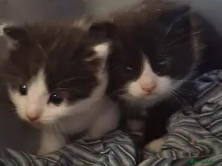 Mixed Breed cats Two beautiful mixed breed kittens. - Advert 2