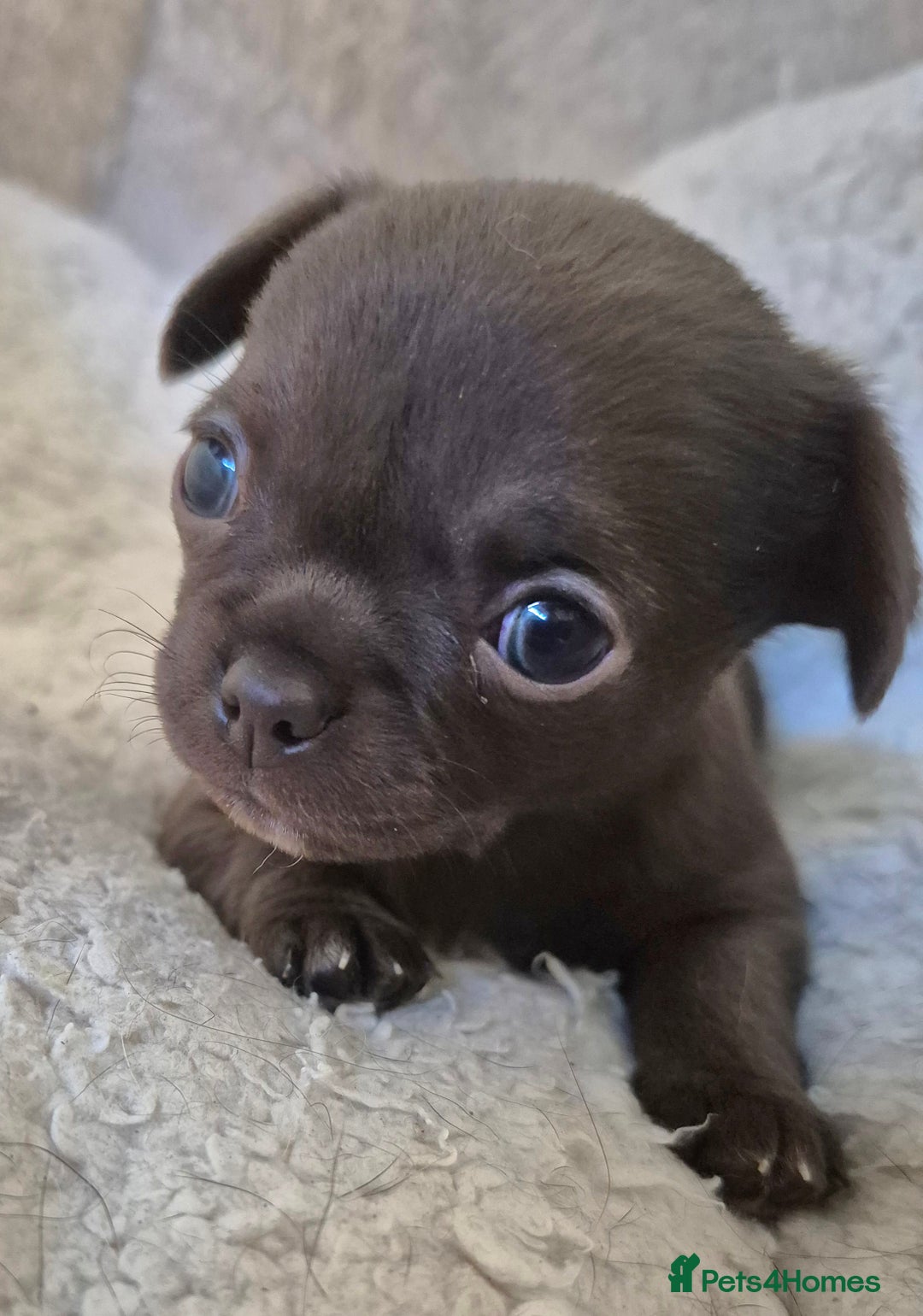 Chihuahua dogs for sale: KC chihuahua puppies  - Advert 7