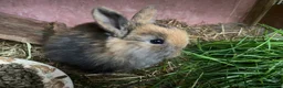Mini Lop rabbits for sale: Beautiful baby mini lop rabbits - Advert 13