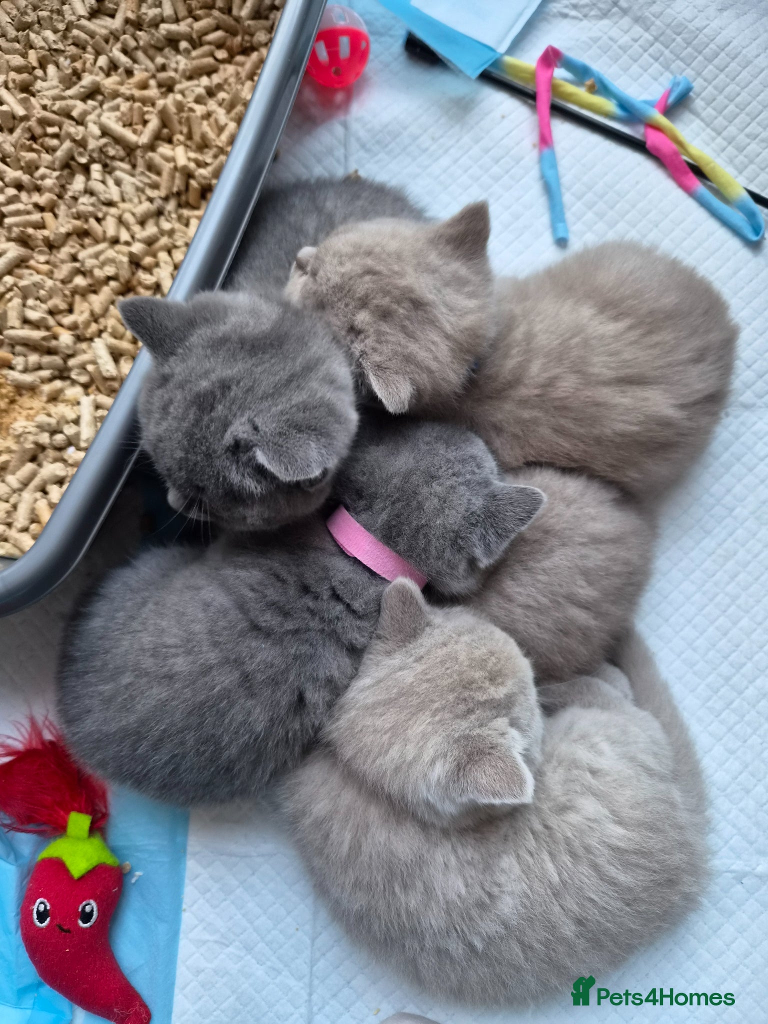 British Shorthair cats 1 Lilac & 1 Blue BSH kittens left - Advert 11