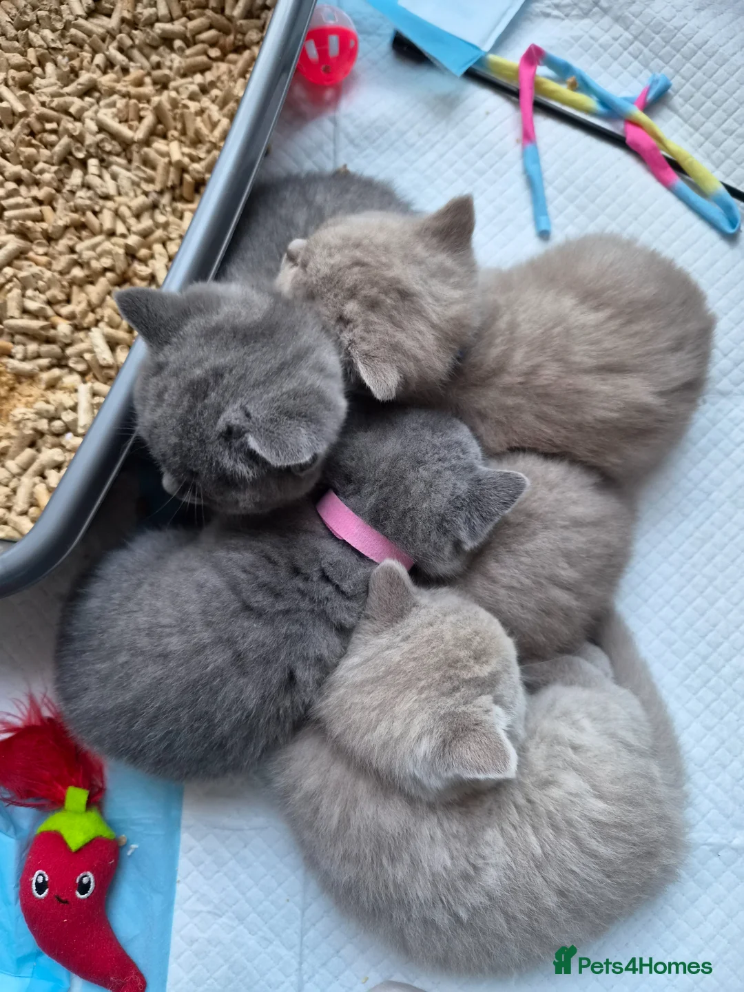 British Shorthair cats for sale: 1 Lilac & 1 Blue BSH kittens left - Advert 2