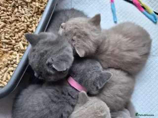 British Shorthair cats 1 Lilac & 1 Blue BSH kittens left - Advert 11