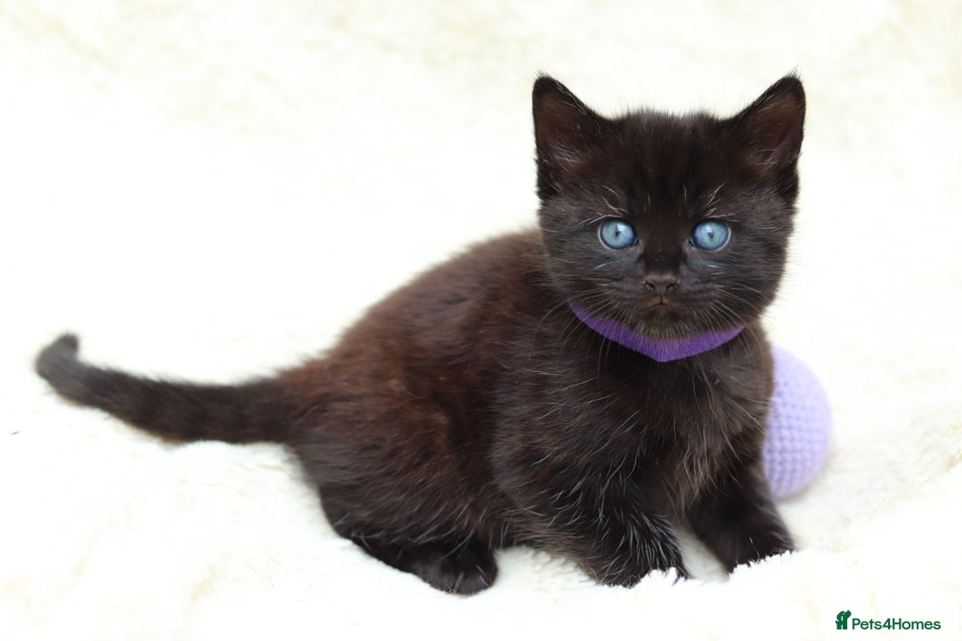 Mixed Breed cats for sale: Adorable Kittens Ready SOON - Image 4