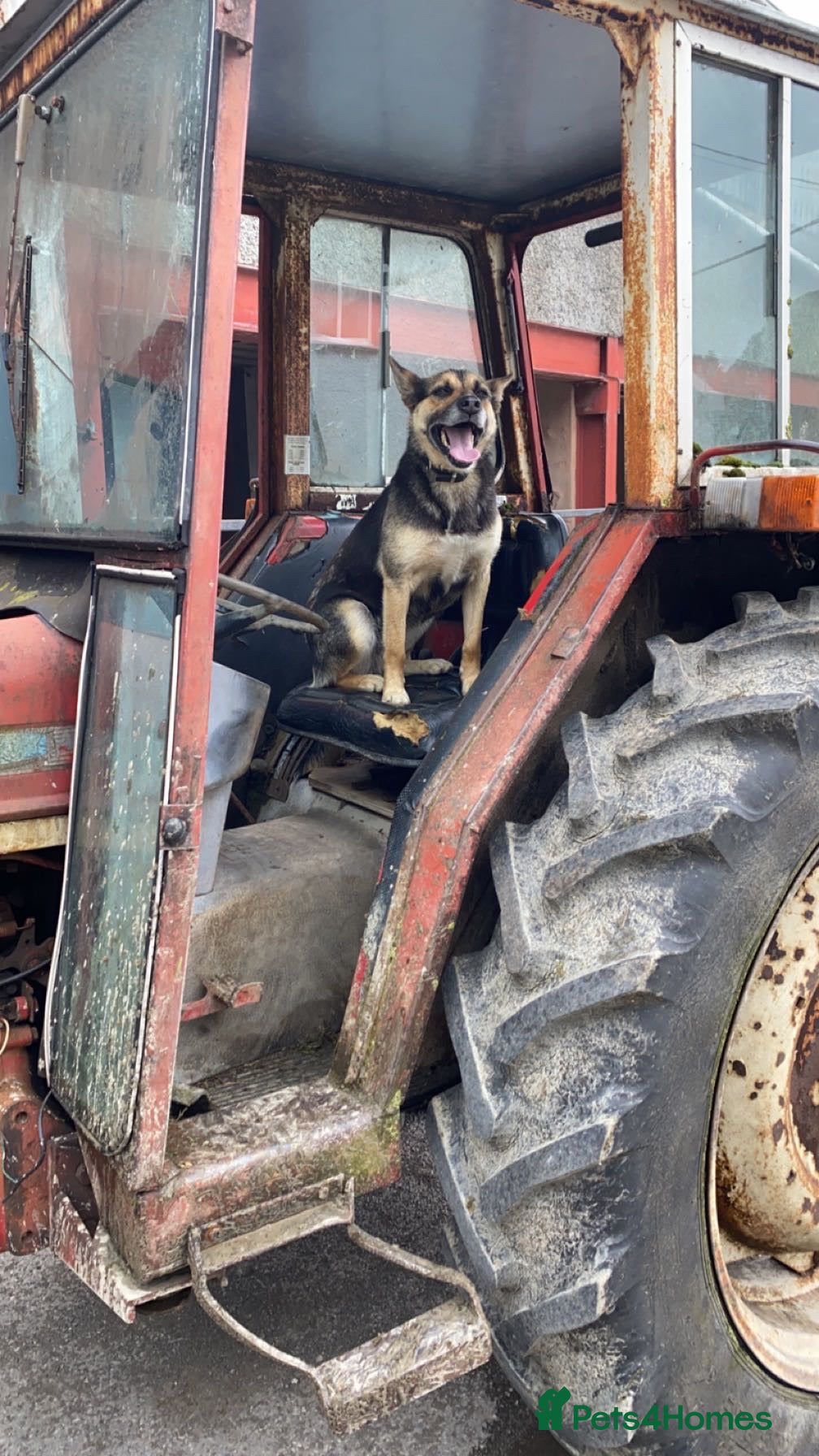 Border Collie dogs Collie pups - Advert 1